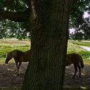 horses and trees, paarden en een boom, bomen
