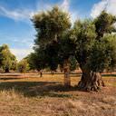 very old olive tree, zeer oude olijfboom, wordt gestut door stapel stenen, supported by pile of bricks, Puglia Italy, Puglia, Italie