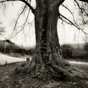 big old tree with mushrooms, oude boom met paddestoelen, limburg, zwart wit foto, black and white photograph
