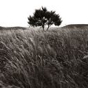 zwart wit foto, black and white photograph, lonely tree in Denmark, eenzame boom in Denemarken