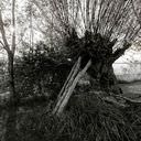 Knotwilg, willow tree, tree, ondersteund, supported, boom, tree, zwart wit foto, black and white photograph