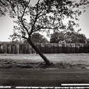 crooked tree on Ruegen, kromme boom op Ruegen, autoweg, streep, highway,zwart wit foto, black and white photograph