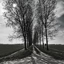 trees, road, bomen, langs een weg, weg met bomen, road with trees, backlight, tegenlicht, zwart wit foto, black and white photograph