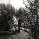 knotwilg, gespleten, boom, tree, willow tree, split, zwart wit foto, black and white photograph