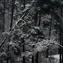 trees in a forest, snow, winter, bomen in een bos, winter, sneeuw, zwart wit foto, black and white photograph
