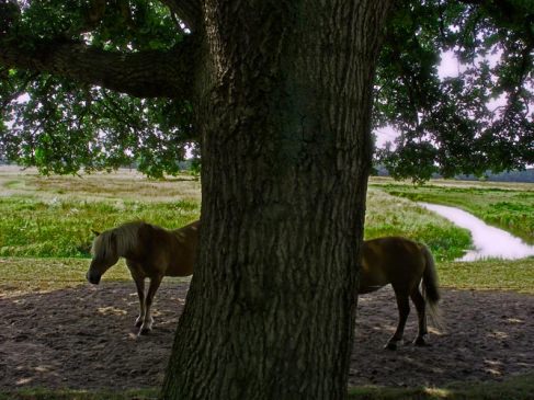 horses and trees, paarden en een boom, bomen