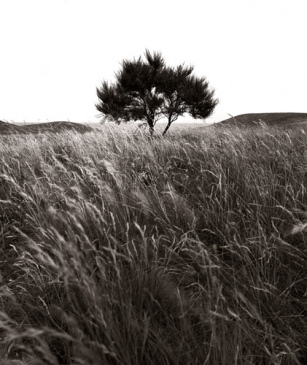 zwart wit foto, black and white photograph, lonely tree in Denmark, eenzame boom in Denemarken