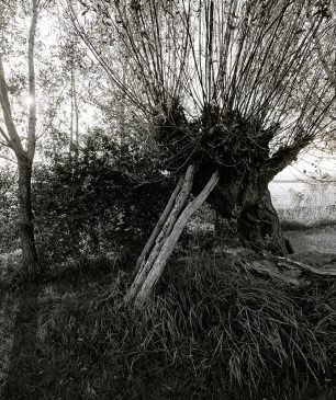 Knotwilg, willow tree, tree, ondersteund, supported, boom, tree, zwart wit foto, black and white photograph