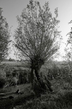 Knotwilg, tree, willow tree, tree, zwart wit foto, black and white photograph
