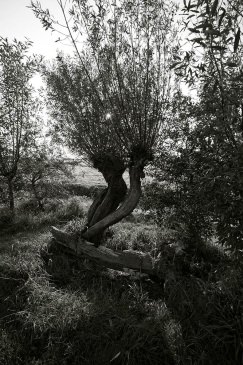 Knotwilg, boom, willow tree, tree, zwart wit foto, black and white photograph