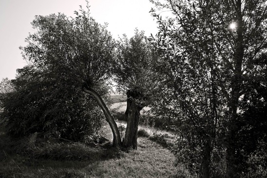 knotwilg, gespleten, boom, tree, willow tree, split, zwart wit foto, black and white photograph