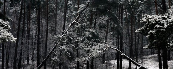 trees in a forest, snow, winter, bomen in een bos, winter, sneeuw, zwart wit foto, black and white photograph